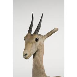 Head detail of mounted gazelle specimen.