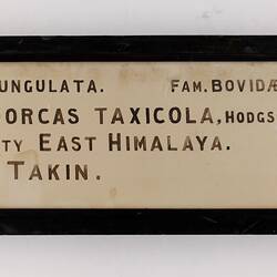 Exhibition Label - Takin, National Museum of Victoria, Parkville, circa 1900