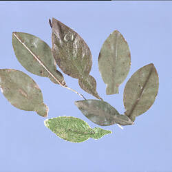 Artificial Flower Component - Green Leaf