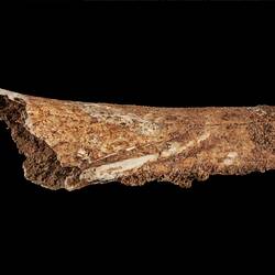 Fragment of fossilised bone.
