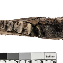 Dark brown jaw bone fossil fragment.