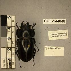 Shiny metallic black beetle specimen with large mandibles, pinned next to text labels.