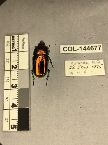 Shiny brown beetle specimen with large mandibles, pinned next to text labels.