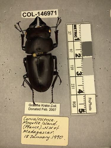 Shiny brown beetle specimen with large mandibles, pinned next to text labels.