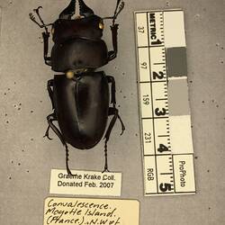 Shiny brown beetle specimen with large mandibles, pinned next to text labels.
