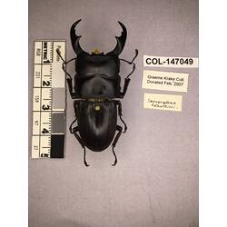 Dorsal view of pinned beetle specimen with labels.