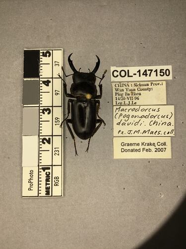 Shiny brown beetle specimen with large mandibles, pinned next to text labels.