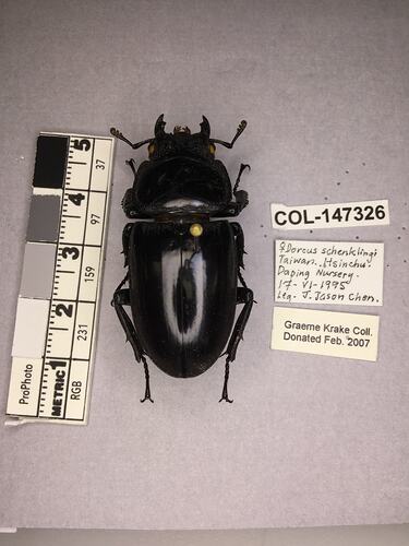 Shiny brown beetle specimen with large mandibles, pinned next to text labels.