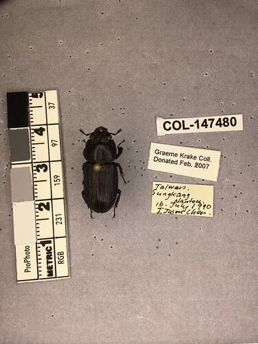 Shiny brown beetle specimen with large mandibles, pinned next to text labels.