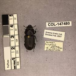Shiny brown beetle specimen with large mandibles, pinned next to text labels.