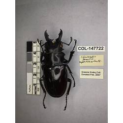 Dorsal view of pinned beetle specimen with labels.