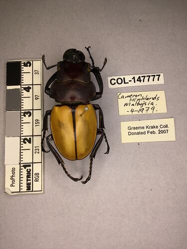 Shiny brown beetle specimen with large mandibles, pinned next to text labels.