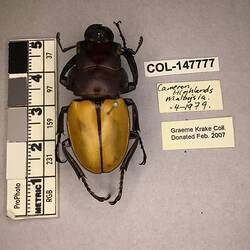 Shiny brown beetle specimen with large mandibles, pinned next to text labels.