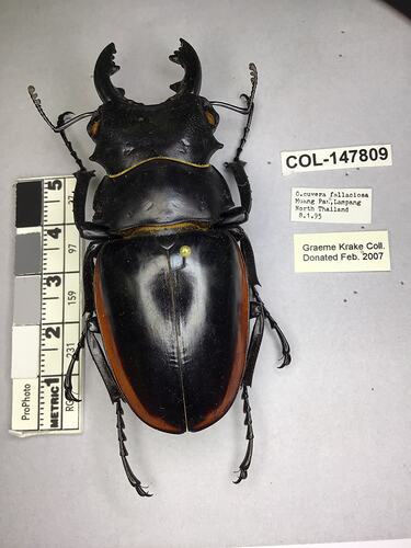 Shiny brown beetle specimen with large mandibles, pinned next to text labels.