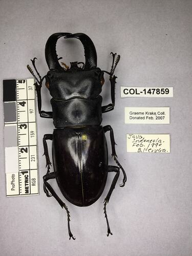 Dorsal view of pinned beetle specimen with labels.