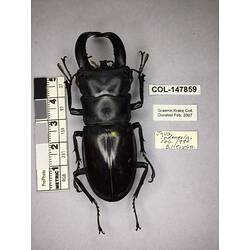 Dorsal view of pinned beetle specimen with labels.