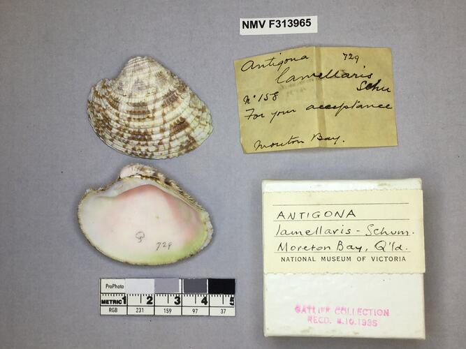 Dry Venus Clam shell beside labels.