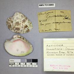 Dry Venus Clam shell beside labels.
