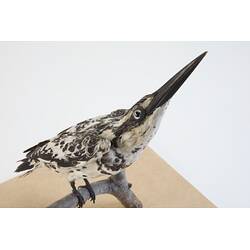 <em>Ceryle rudis leucomelanurus</em>, Pied Kingfisher. [54698]