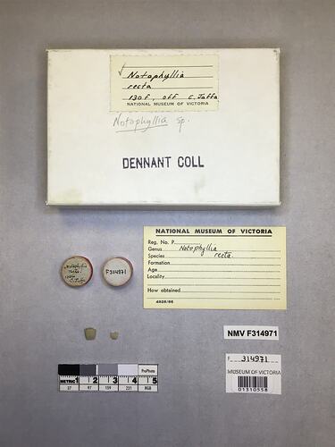 Dry stony coral specimen beside labels.