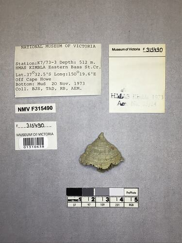 Dry stony coral specimen beside labels.