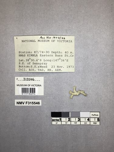 Dry stony coral specimen beside labels.