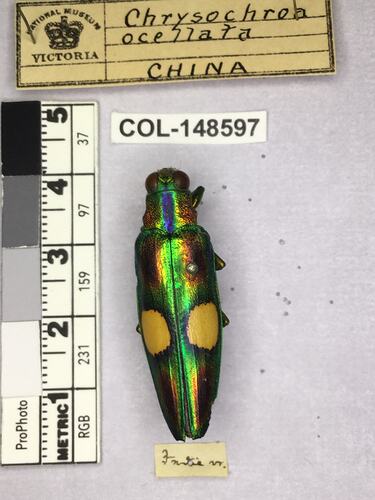 Dorsal view of pinned beetle specimen with labels.