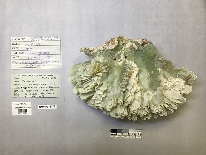 Dry coral specimen beside labels.