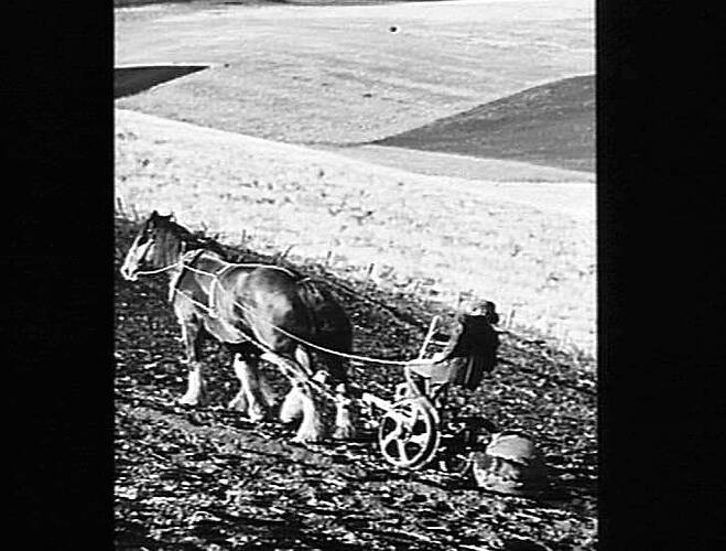 PLOUGHING FOR AN ONION CROP IN THE COLAC DISTRICT, MAY 1948. THE FARMER IS USING A SUNGRADE 2-FUR. STUMP-JUMP REVERSIBLE DISC PLOUGH ON VERY STEEP GRADES.