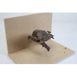 <em>Colaptes auratus</em>, Northern Flicker. [61408]