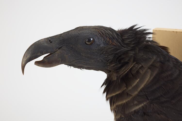 <em>Psittrichas fulgidus</em>, Pesquet's Parrot. [B 21609]