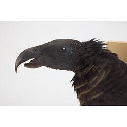 <em>Psittrichas fulgidus</em>, Pesquet's Parrot. [B 21609]