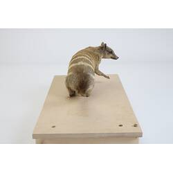 <em>Myrmecobius fasciatus</em>, Numbat. [C 30519]