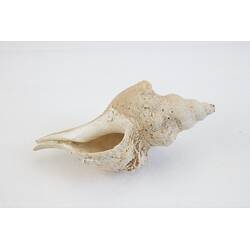 <em>Penion maximus</em>, giant whelk. [J 73847.1]