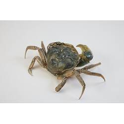 <em>Carcinus maenas</em>, European Shore Crab. [J 20921]