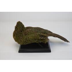 <em>Strigops habroptilus</em>, Kakapo. [19425]