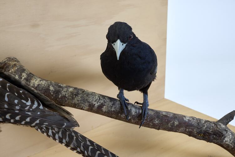 <em>Eudynamys orientalis cyanocephalus</em>, Eastern Koel. [9468]