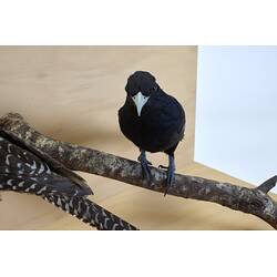 <em>Eudynamys orientalis cyanocephalus</em>, Eastern Koel. [9468]
