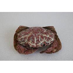 <em>Zosimus aeneus</em>, crab. [J 44717]