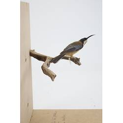 <em>Acanthorhynchus tenuirostris tenuirostris</em>, Eastern Spinebill. [B 21340]