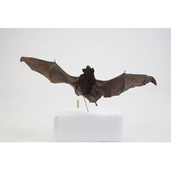 <em>Saccolaimus flaviventris</em>, Yellow-bellied Sheath-tailed Bat. [C 23892]