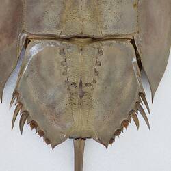 Family Limulidae, Horseshoe Crab. [J 76053]