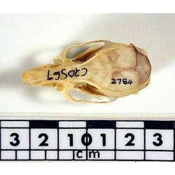 Dorsal view of rat skull beside scale bar.
