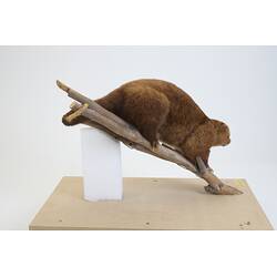<em>Phalanger carmelitae</em>, Mountain Cuscus. [C 2912]