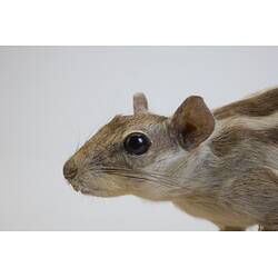<em>Funambulus pennantii</em>, Northern Palm Squirrel. [C 31376]