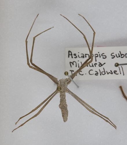 <em>Asianopis subrufa</em>, Net-casting Spider. [K 16360]