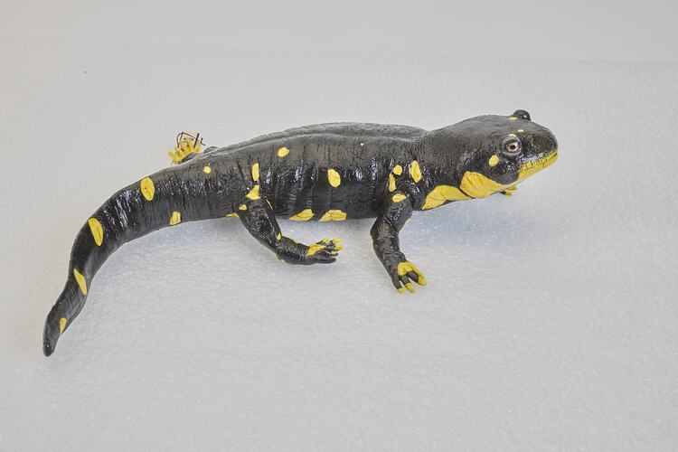 <em>Ambystoma californiense</em>, California Tiger Salamander, model. [D 76376]
