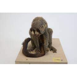 <em>Aotus trivirgatus</em>, Three-striped Night Monkey. [C 30263]