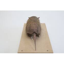 <em>Chaetophractus vellerosus</em>, Screaming Hairy Armadillo. [C 30363]