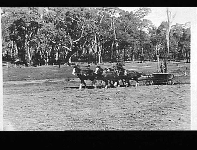 12 ROW `SUNLEA' ON PROPERTY OF G. V. MITCHELL, DONNYBROOK, W. AUST: MAY 1942